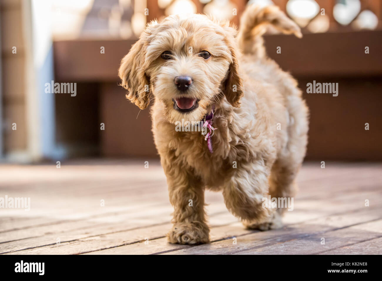 Happy eight week old Goldendoodle puppy 'Bella' walking across a wooden deck, in Issaquah, Washington, USA Stock Photo