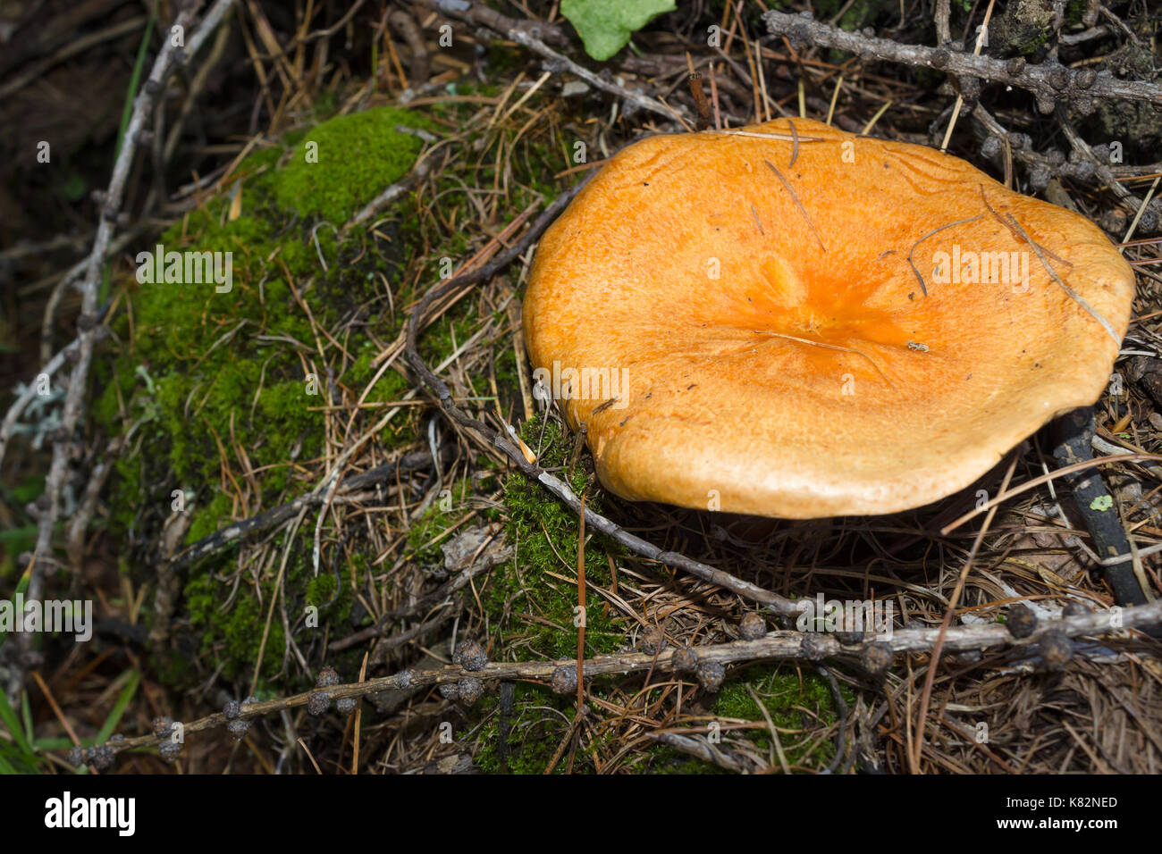 Mountain mushrooms. Boletus (Suillus) cavipes with moss and little branches  and needles of larch. Alpine underwood Stock Photo - Alamy