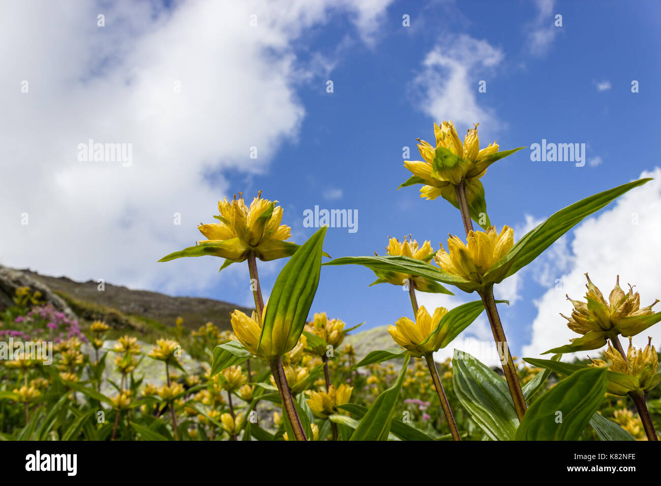 Alpine flower Gentiana Punctata (Spotted Gentian) with cloudy sky as background and copy space. Aosta valley, 2500 meters of altitude. Stock Photo