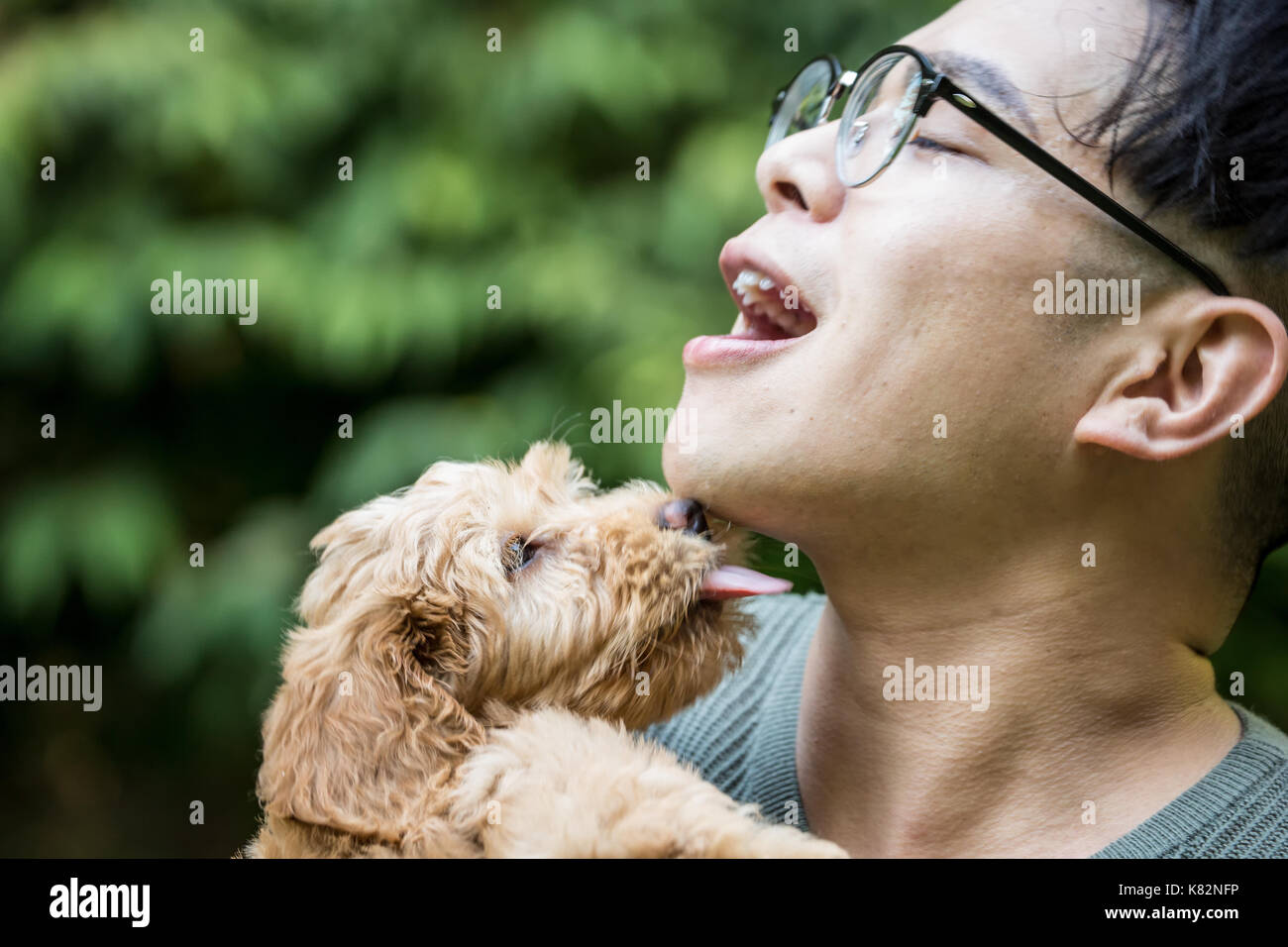 Eight week old Goldendoodle puppy 'Bella' playfully licking / kissing her owner, in Issaquah, Washington, USA Stock Photo