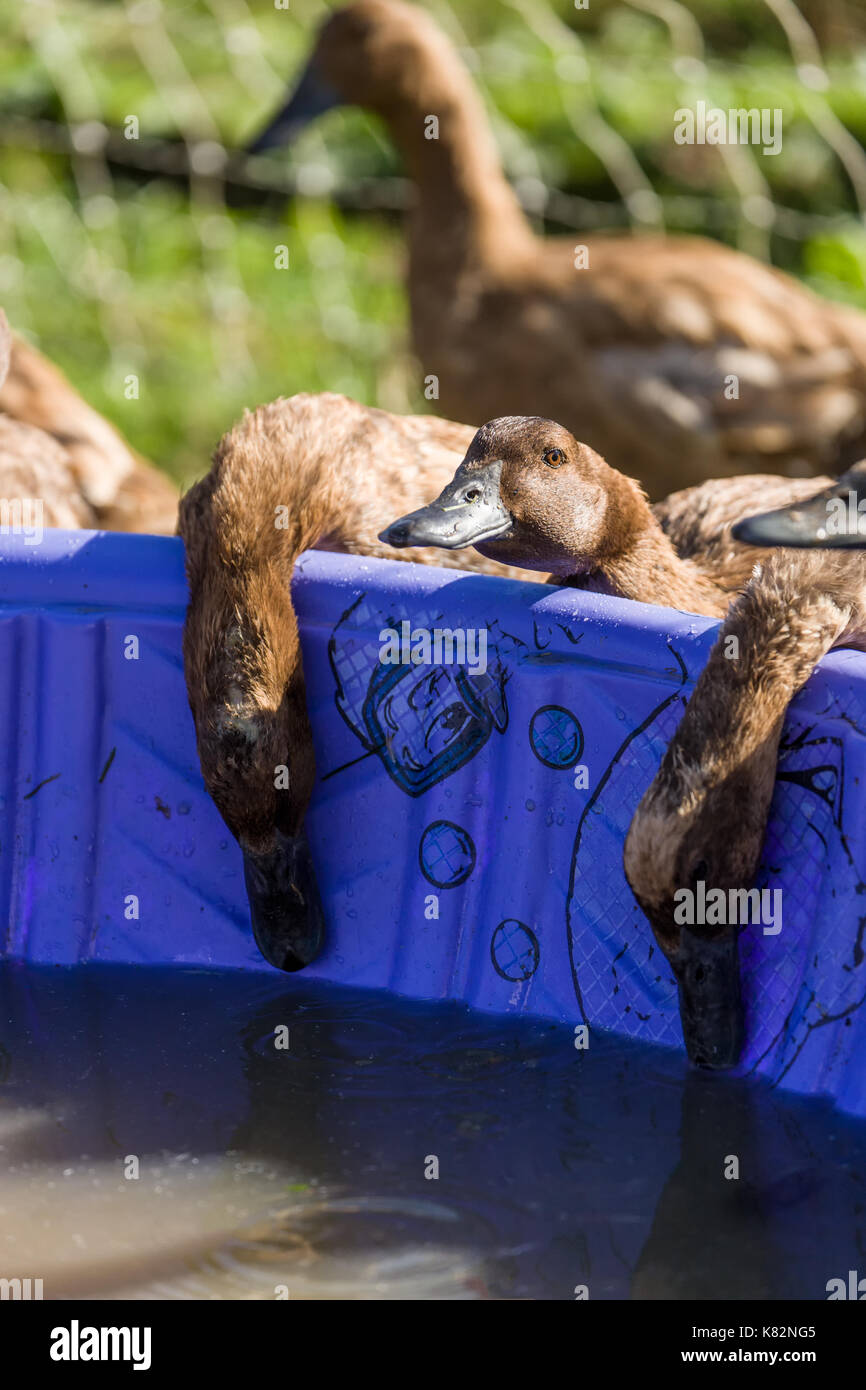 Khaki Campbell ducks drinking from a wading pool in western Washington, USA.  The Khaki Campbell (or just Campbell) is one of the more famous and popu Stock Photo