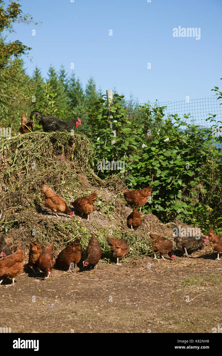 Freedom Ranger Chickens are free-ranging and eating small green ...