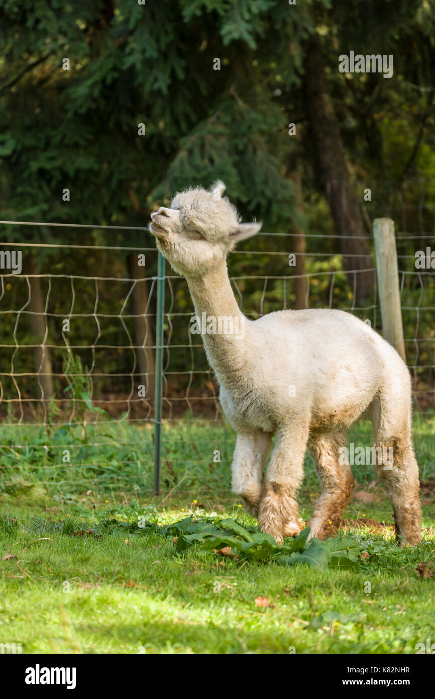 Alpaca at the Cascade Alpacas and Foothills Yarn & Fiber farm near Hood River, Oregon, USA. This is stop # 15 on the 2014 Fruit Loop. Stock Photo