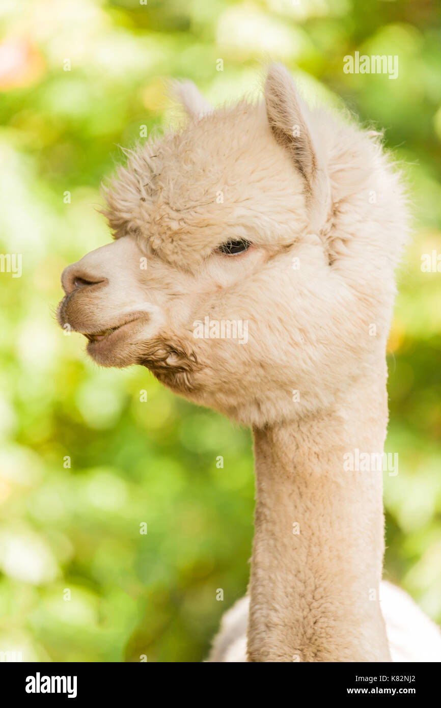 Alpaca at the Cascade Alpacas and Foothills Yarn & Fiber farm near Hood River, Oregon, USA. This is stop # 15 on the 2014 Fruit Loop. Stock Photo