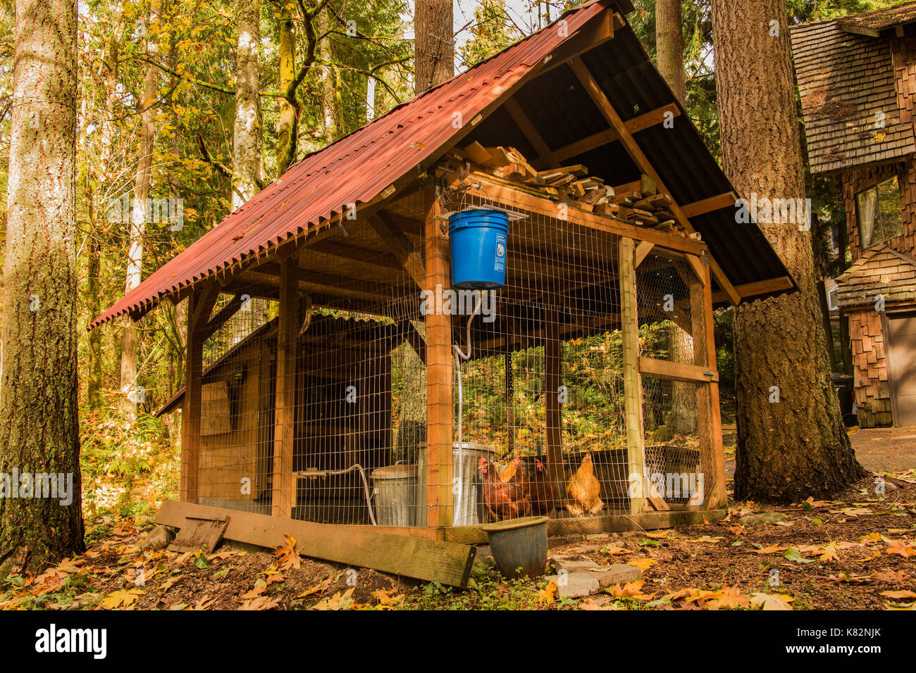 Buff Orpington and Rhode Island Red chickens inside their handmade, non-industrial coop, in Issaquah, Washington, USA.  The blue bucket hanging up hig Stock Photo