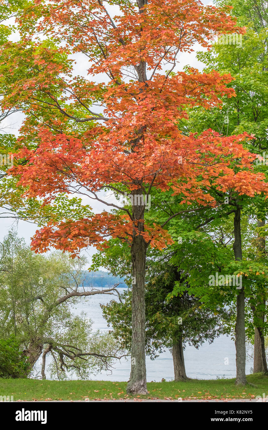 Colourful autumn sugar maple tree (Acer saccharum) agaist green leaves