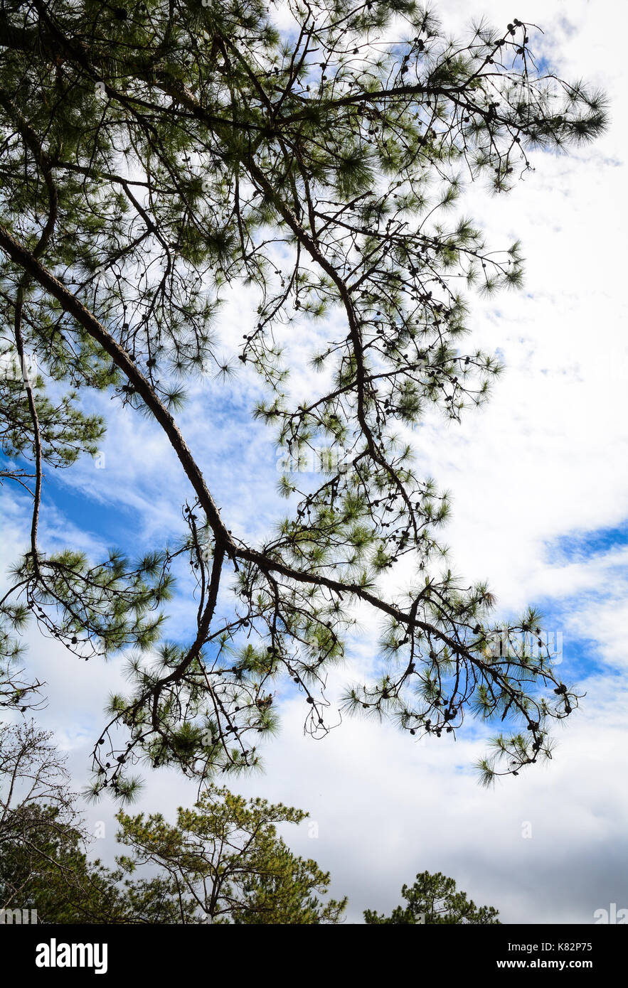 Landscape of pine tree forest under blue sky at summer time Stock Photo ...