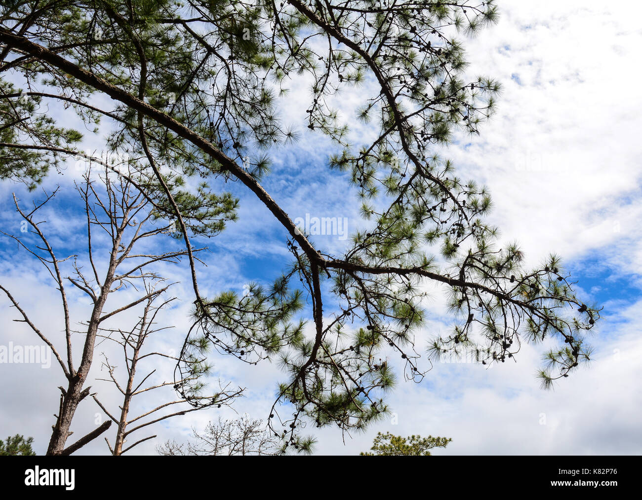Landscape of pine tree forest under blue sky at summer time Stock Photo ...