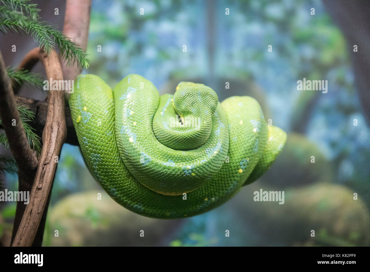 Green Tree Python Stock Photo - Alamy