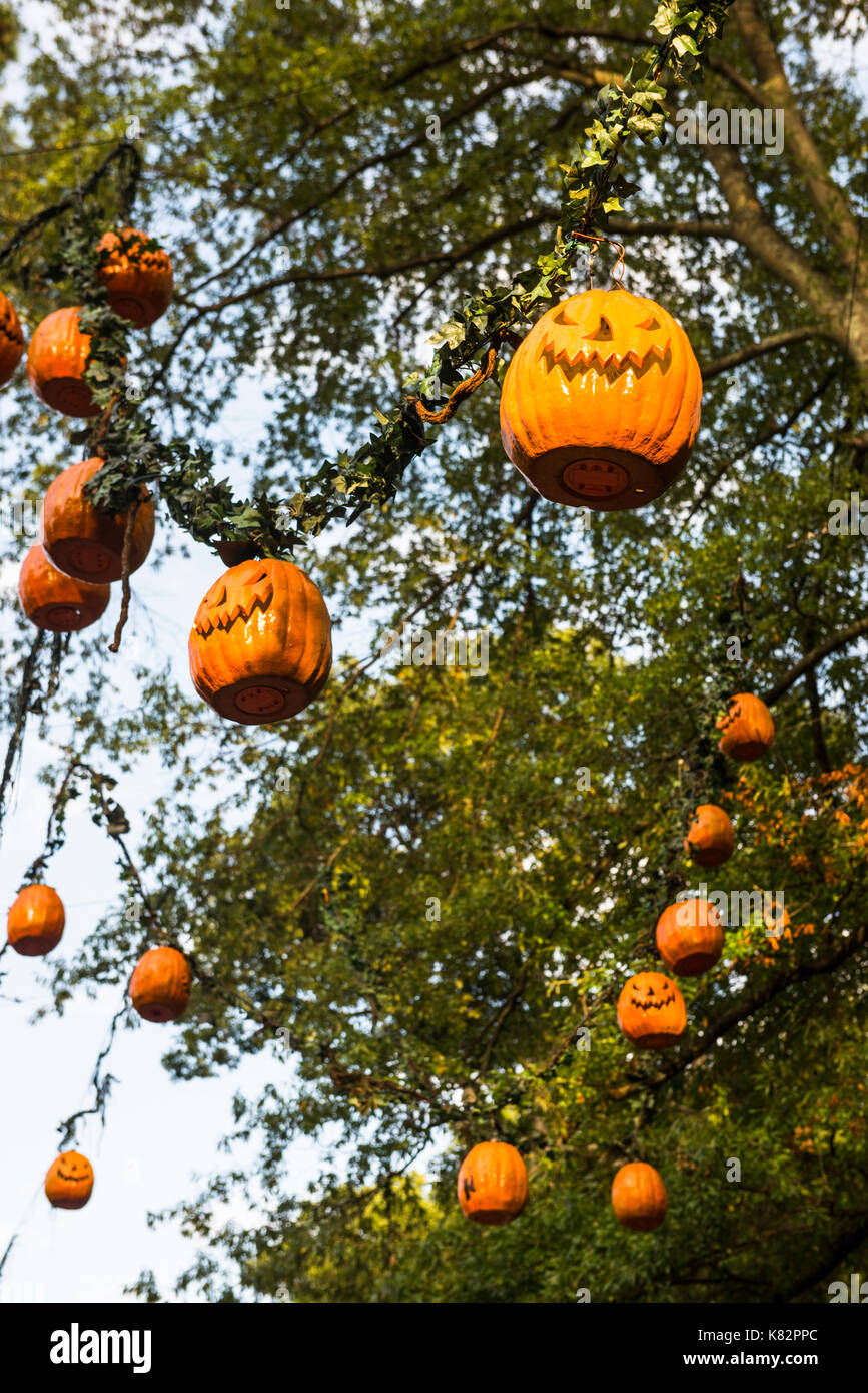 Multiple smiling pumpkin jack o'lantern decorations hang high from trees  for Halloween in Busch Gardens, Virginia Stock Photo - Alamy