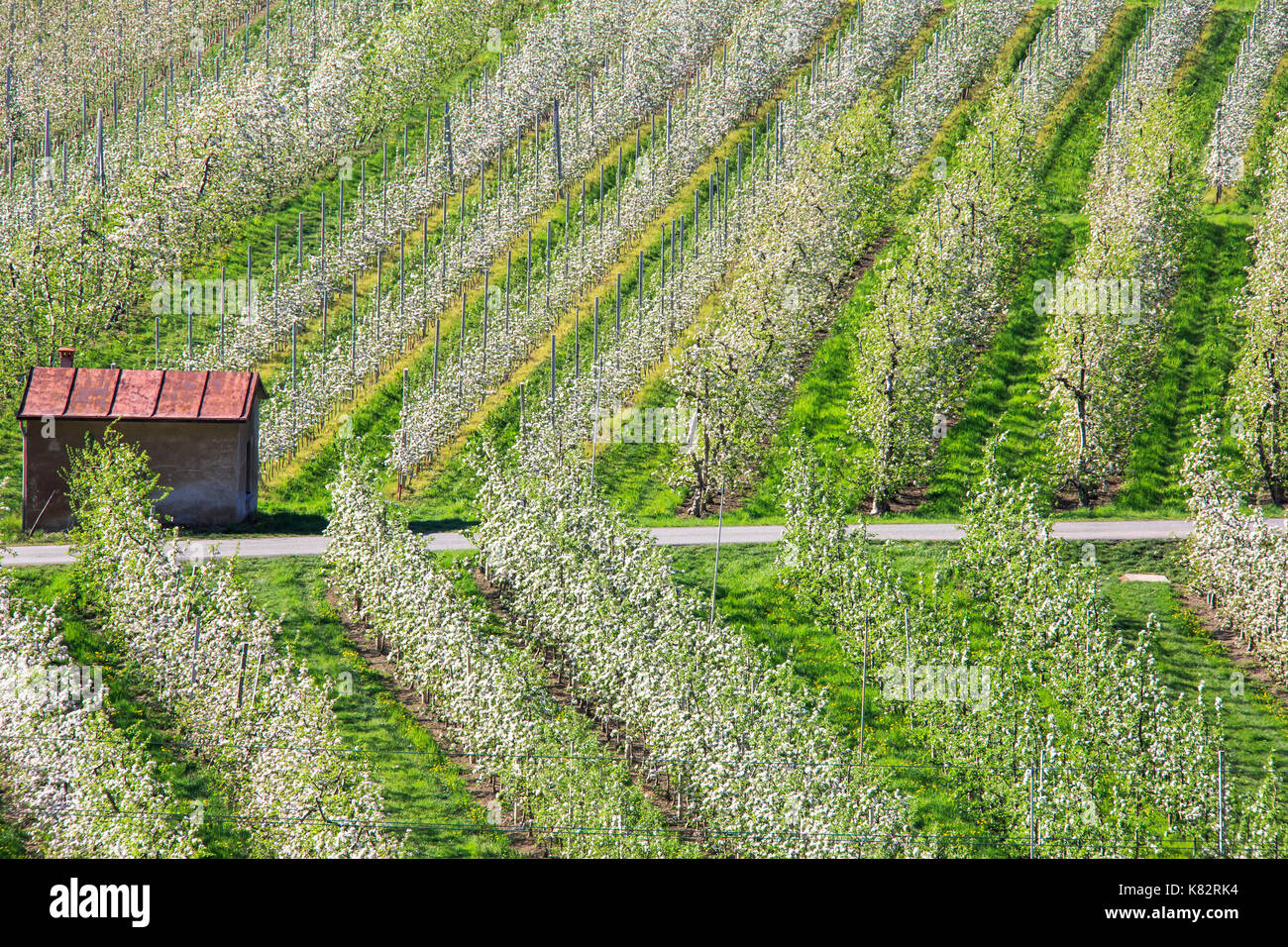 Flowering apple orchards Villa of Tirano Province of Sondrio Lombardy Valtellina Italy Europe Stock Photo