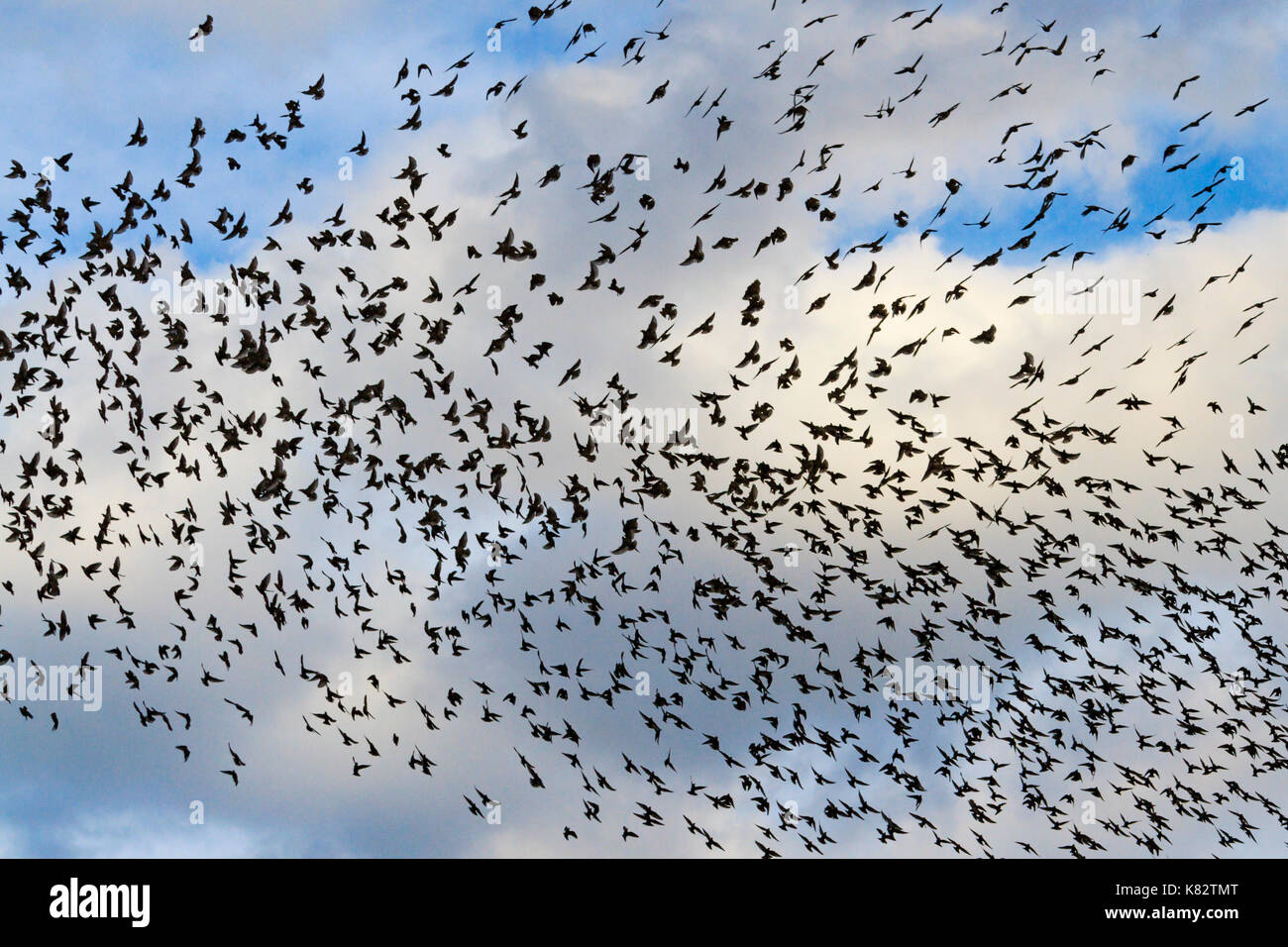 starlings in the sky with clouds , wildlife, unique frames Stock Photo