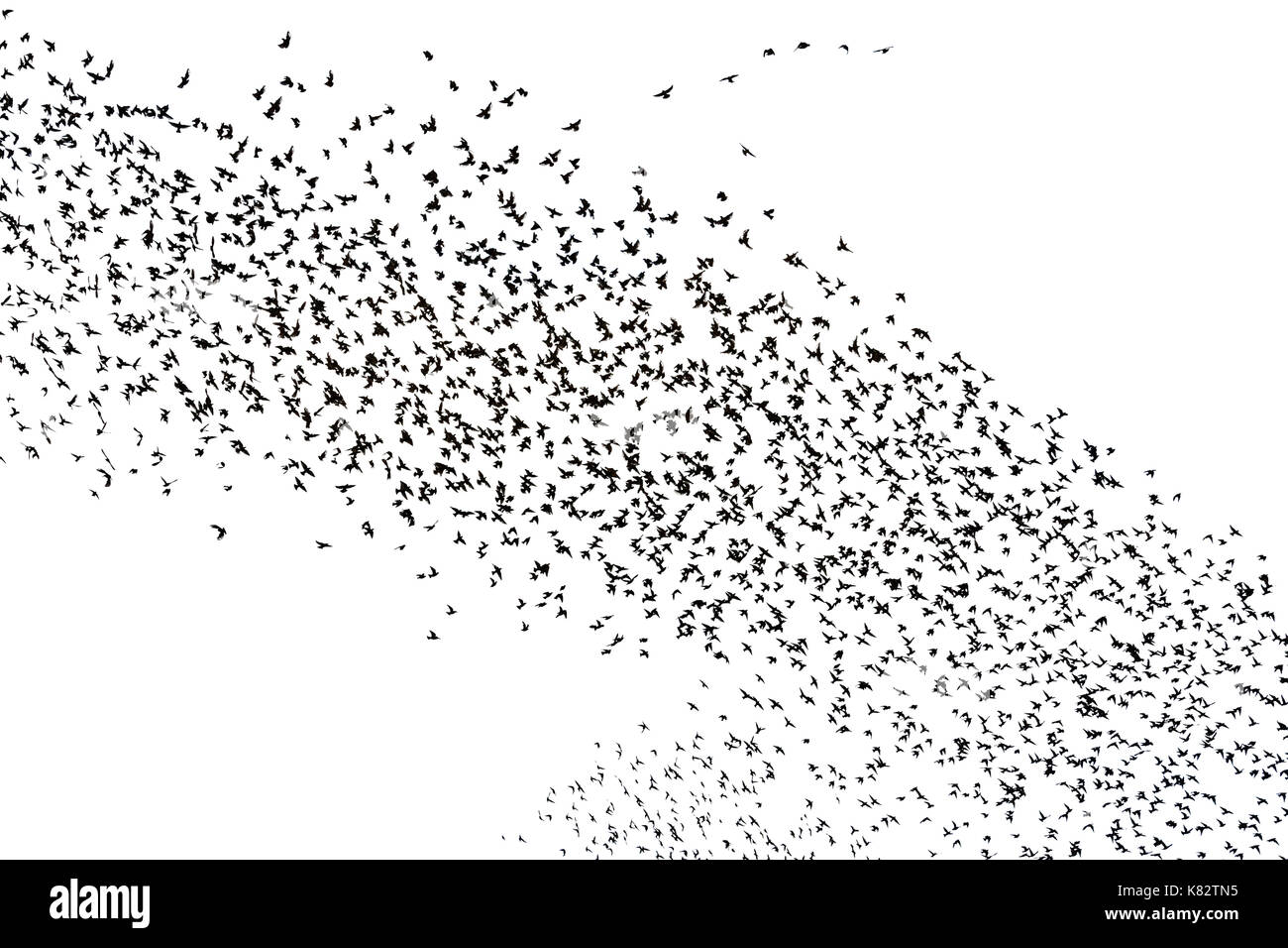 Huge flocks of starlings on white background , wildlife, unique frames Stock Photo