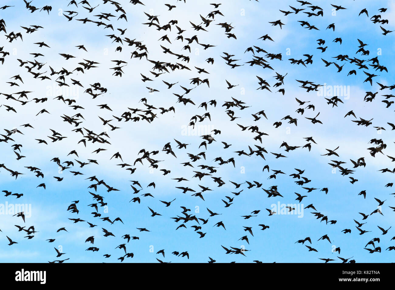 Huge flocks of starlings migrate south , wildlife, unique frames Stock Photo
