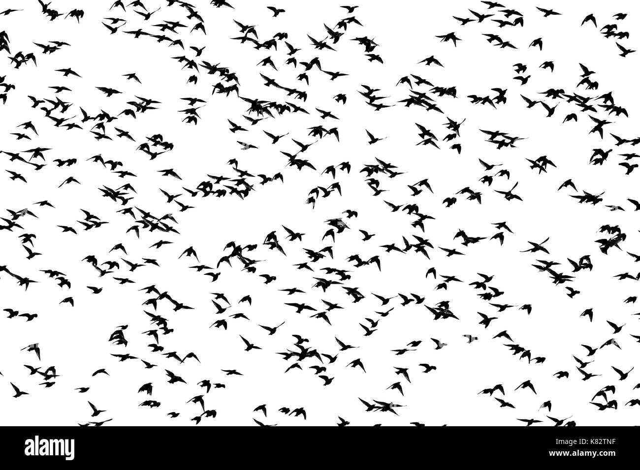 starlings fly on a white background , wildlife, unique frames Stock Photo