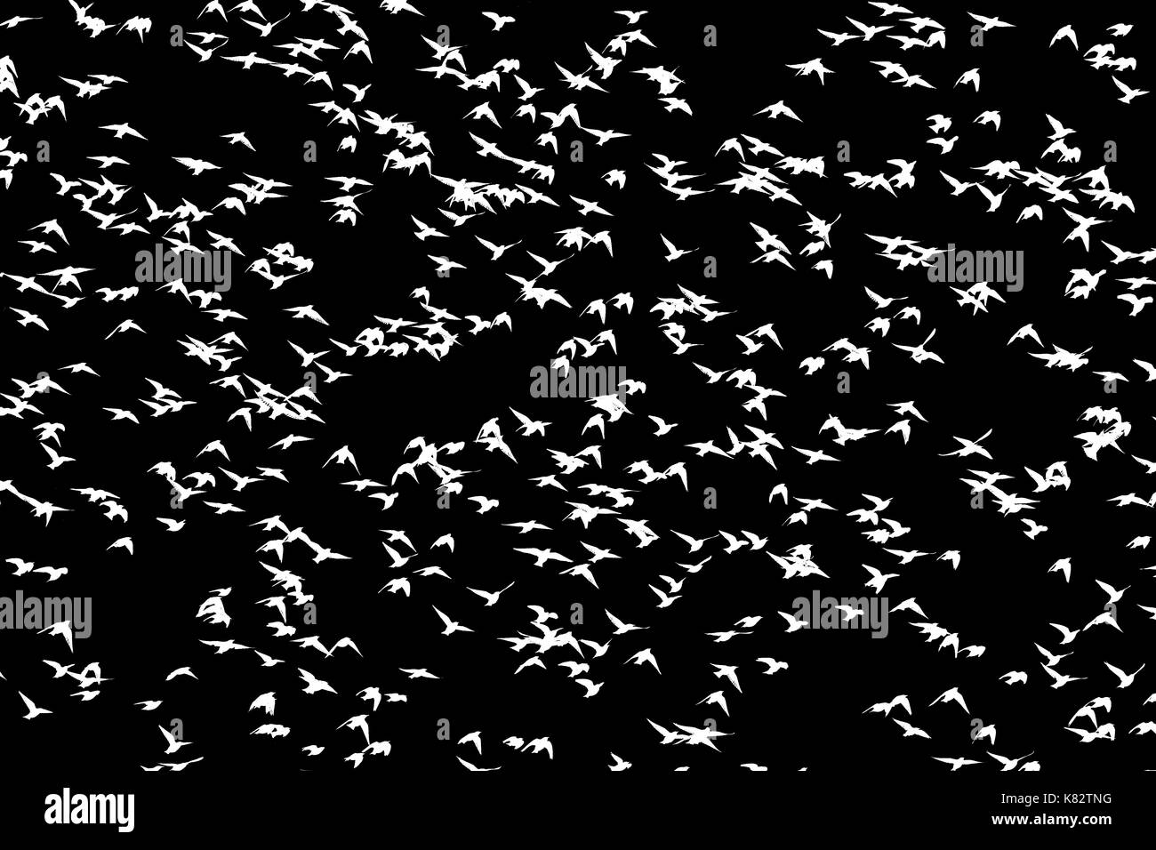 starlings flying on a black background , wildlife, unique frames Stock Photo