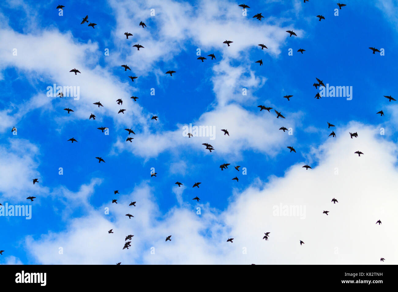 starlings fly in the autumn sky , wildlife, unique frames Stock Photo