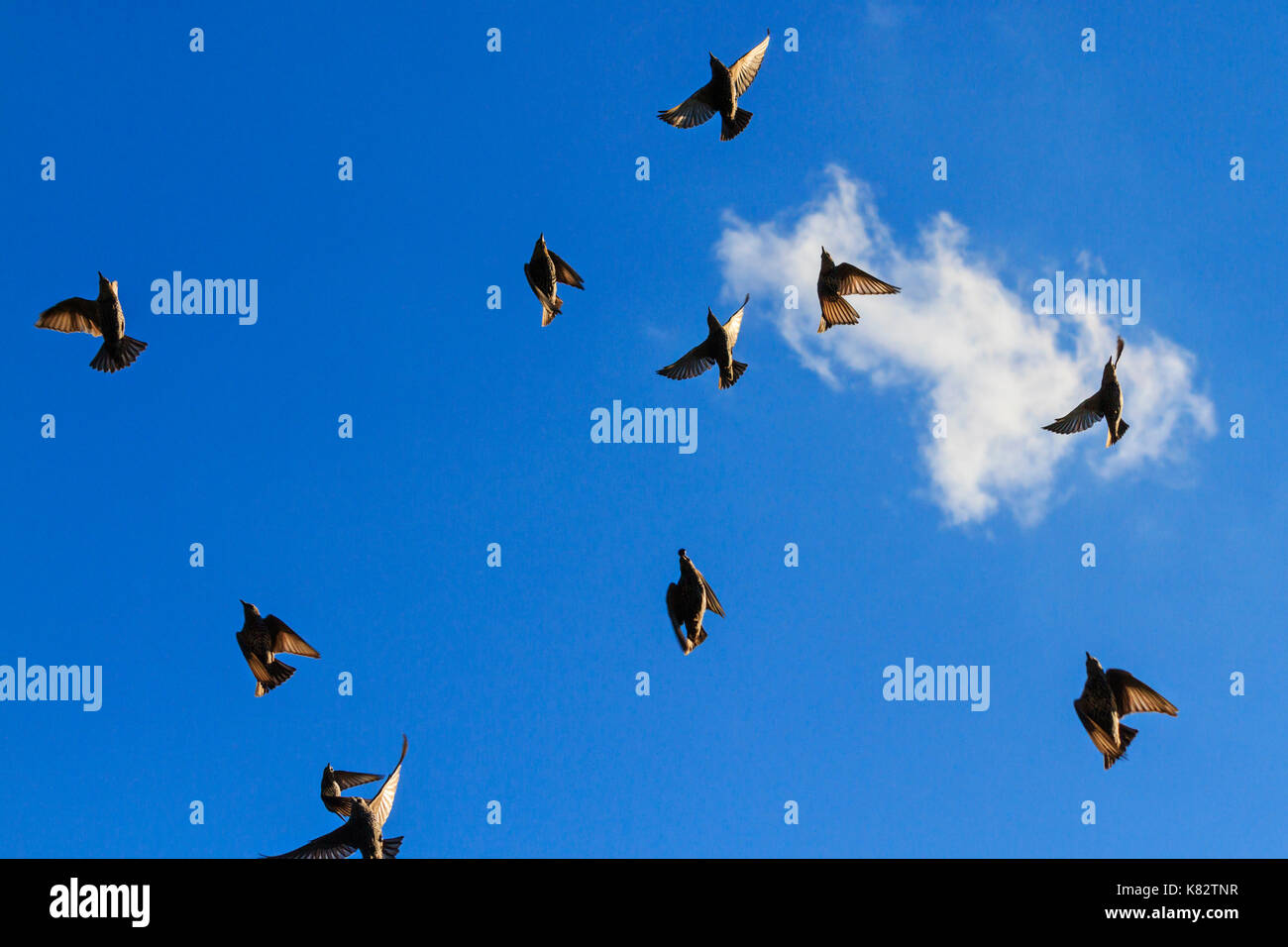 starlings flying in the blue sky minimalist painting , wildlife, unique frames Stock Photo