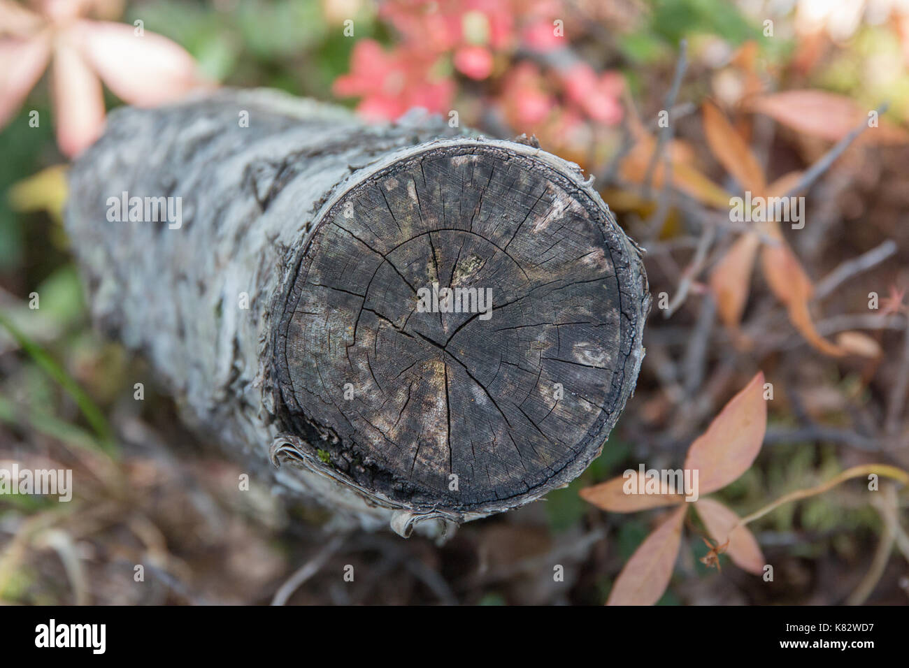 sawn off log rotting Stock Photo