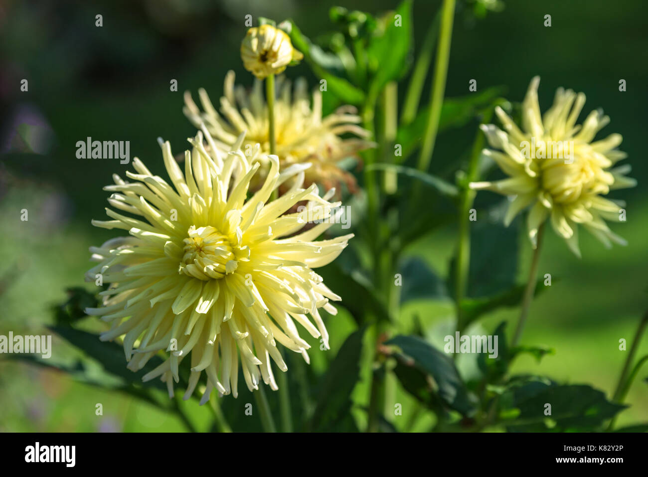 Yellow chrysanthemum flower, also known as hardy garden mum or florist daisy. Stock Photo