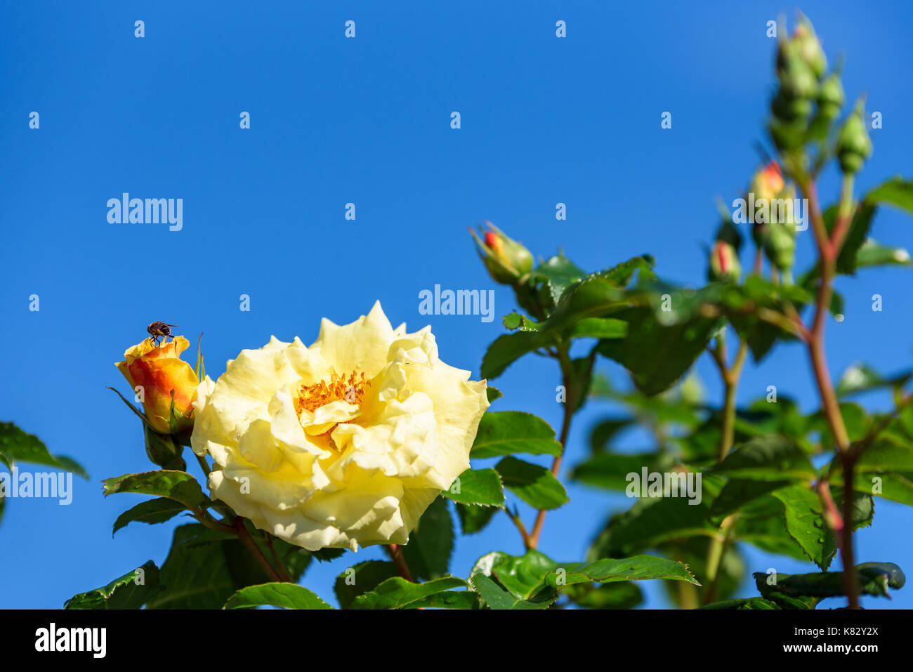 Blue sky with rose hi-res stock photography and images - Alamy
