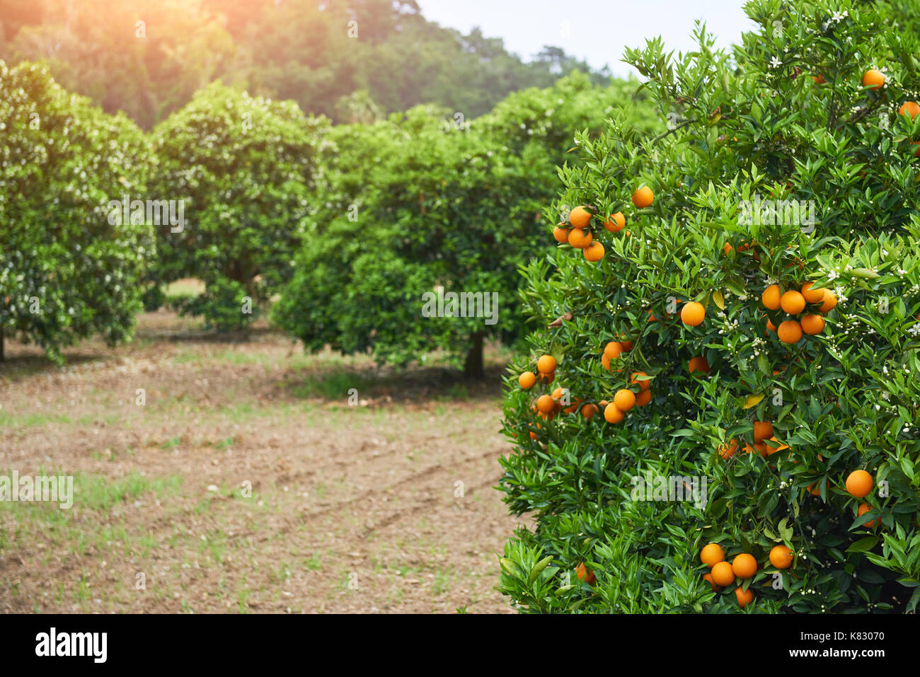 Orange - Orange tree Orange Park Stock Photo - Alamy