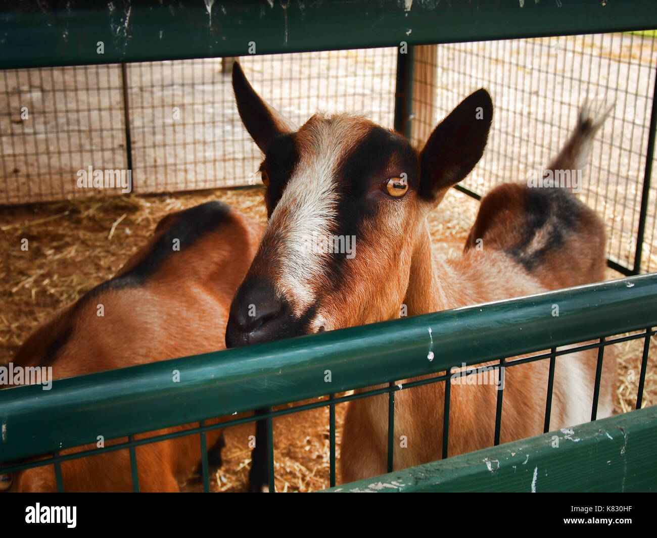 Goats in their pen Stock Photo Alamy