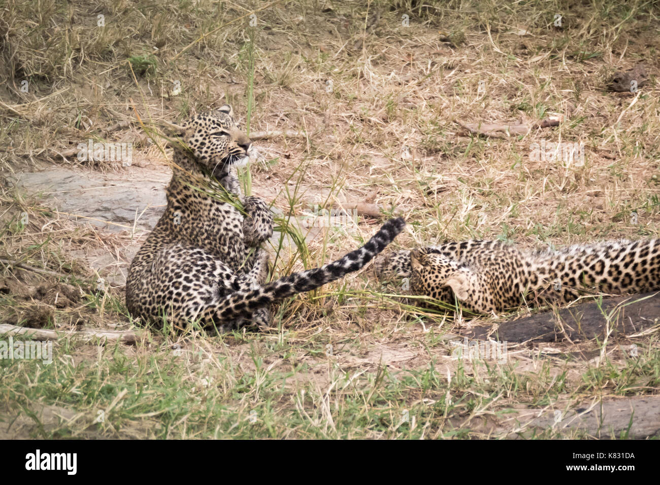 Two four month old leopard cubs playing on a river bank on the Masai Mara, Kenya Stock Photo