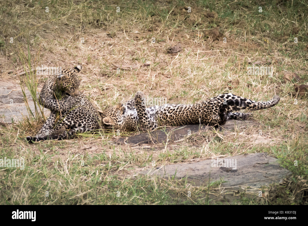 Two four month old leopard cubs playing on a river bank on the Masai Mara, Kenya Stock Photo