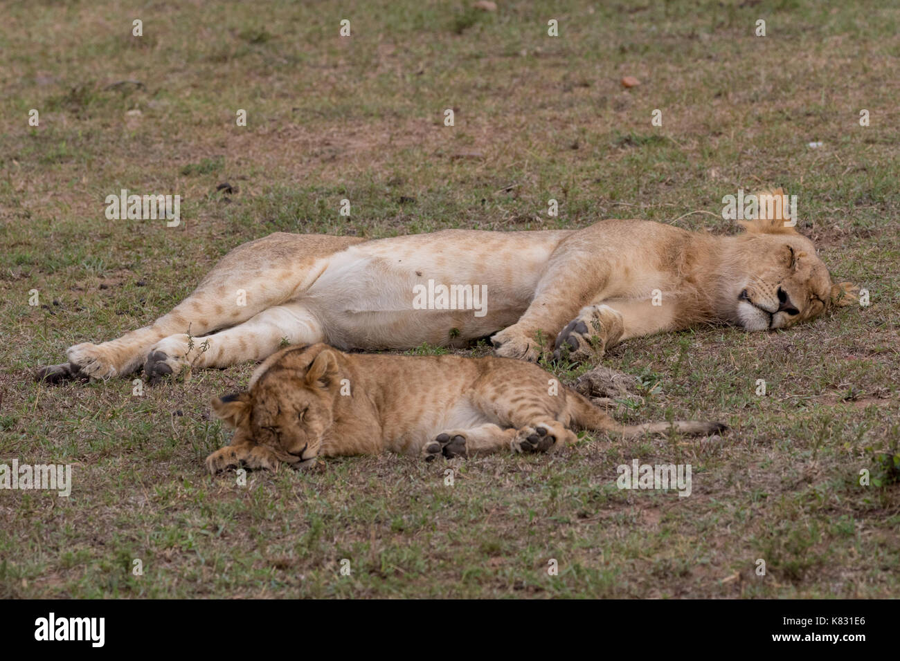A lioness and her cub rest contentedly on the Masai Mara, Kenya Stock Photo