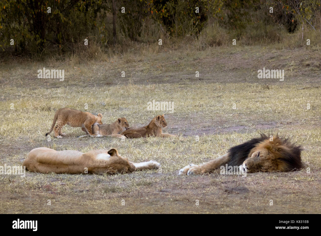 Two adult lions sleep whilst their three cubs enteratin themselves Stock Photo