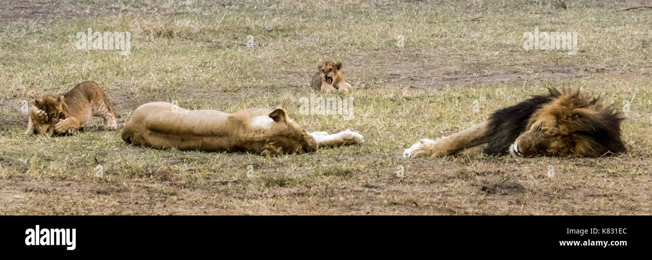 Two adult lions sleep whilst two of their cubs play-fight and the third gets furious with them. Masai Mara, Kenya Stock Photo