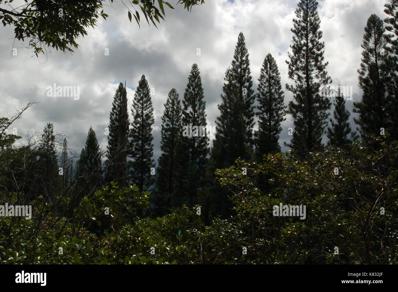 pine trees in kauai Stock Photo Alamy