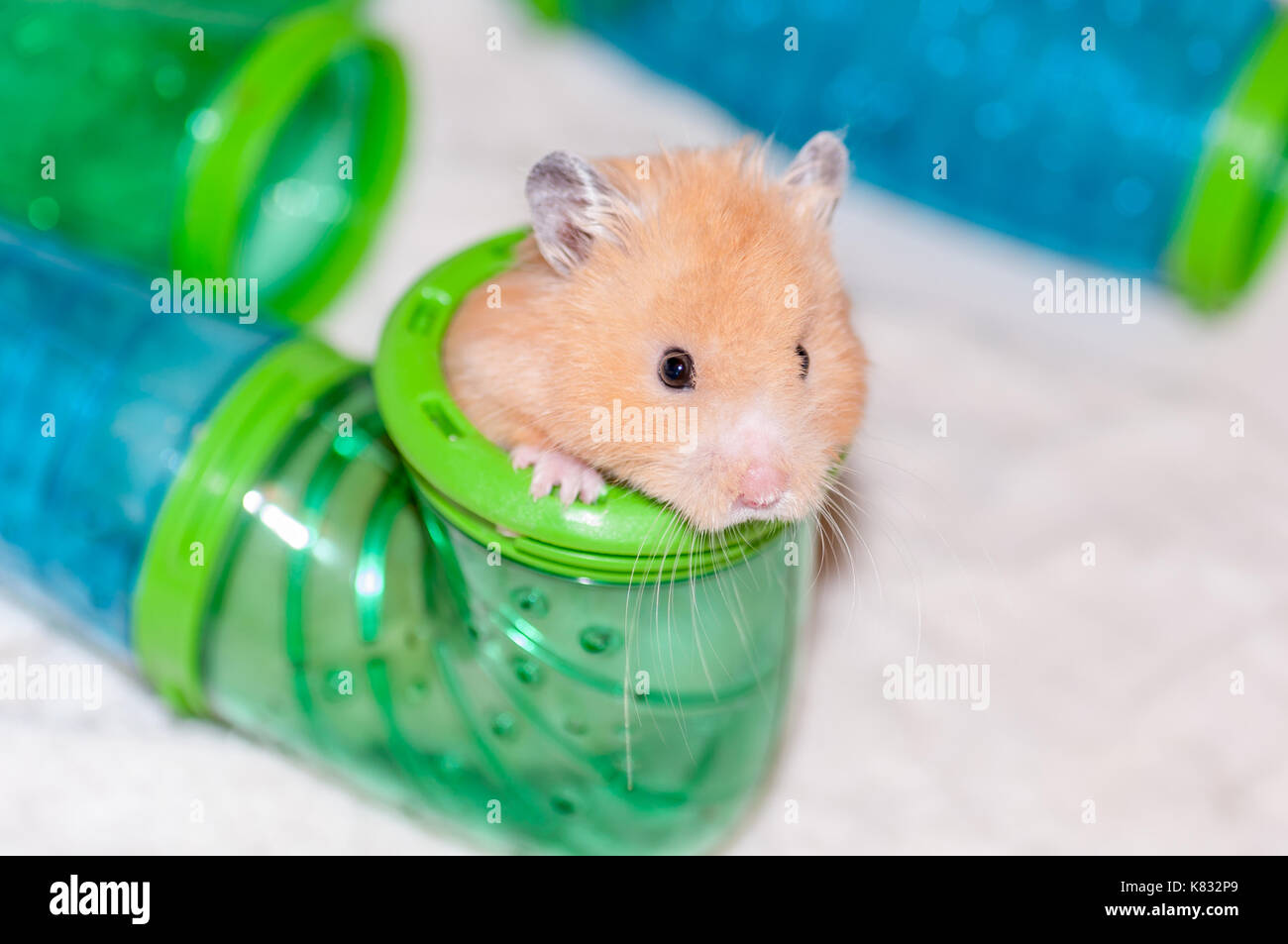 Hamster in tube Stock Photo - Alamy