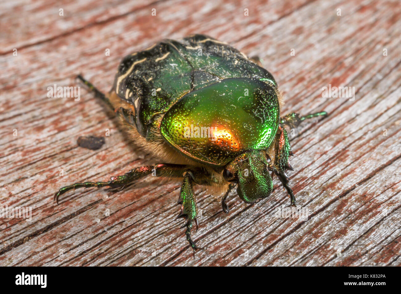 Green Fruit Beetle Stock Photo Alamy