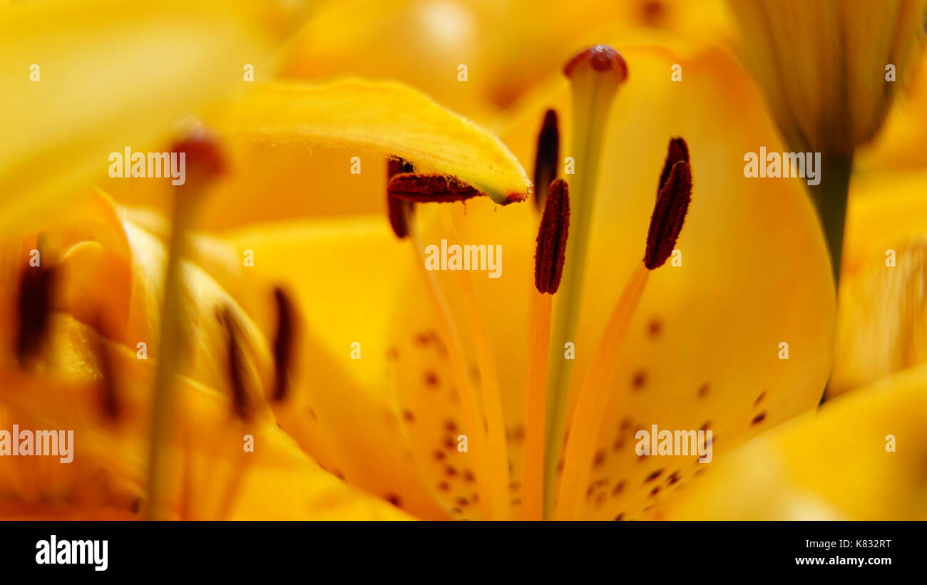 Tulip. Macro. Landscape mode suited for Tablet screens, isolated detail of Stamen and Pollen Stock Photo
