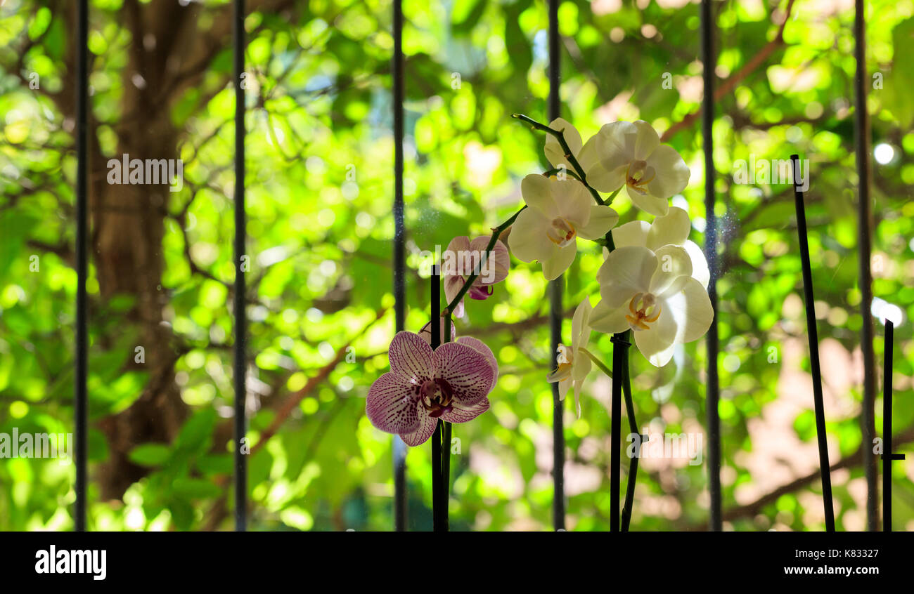 Fresh green leaves flowers hi-res stock photography and images - Alamy
