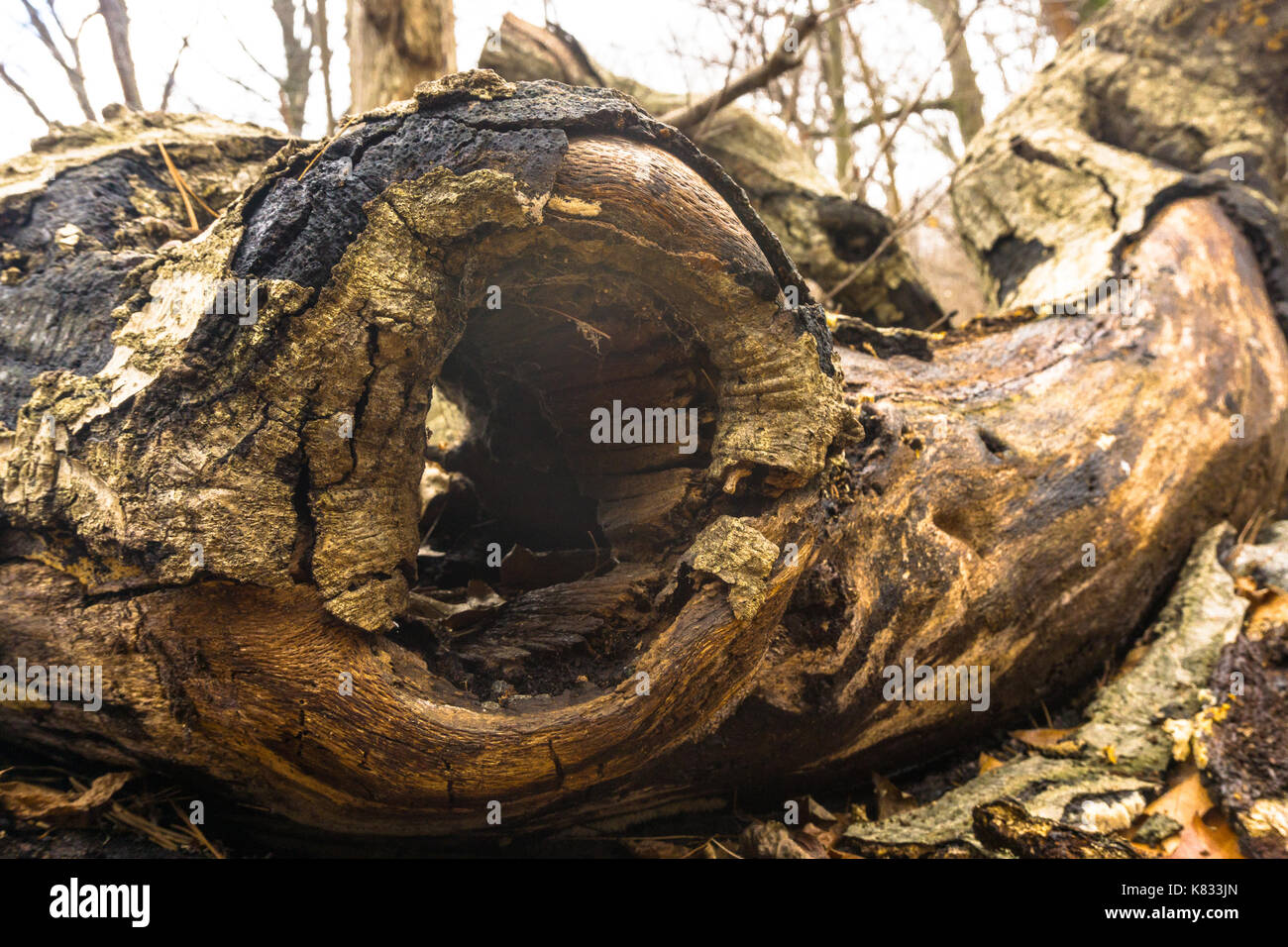 Fallen tree with hole hi-res stock photography and images - Alamy