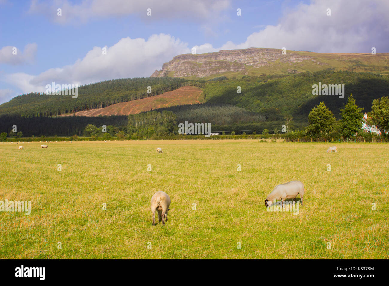 The majestic Binevenagh mountain summit near Limavady in County ...