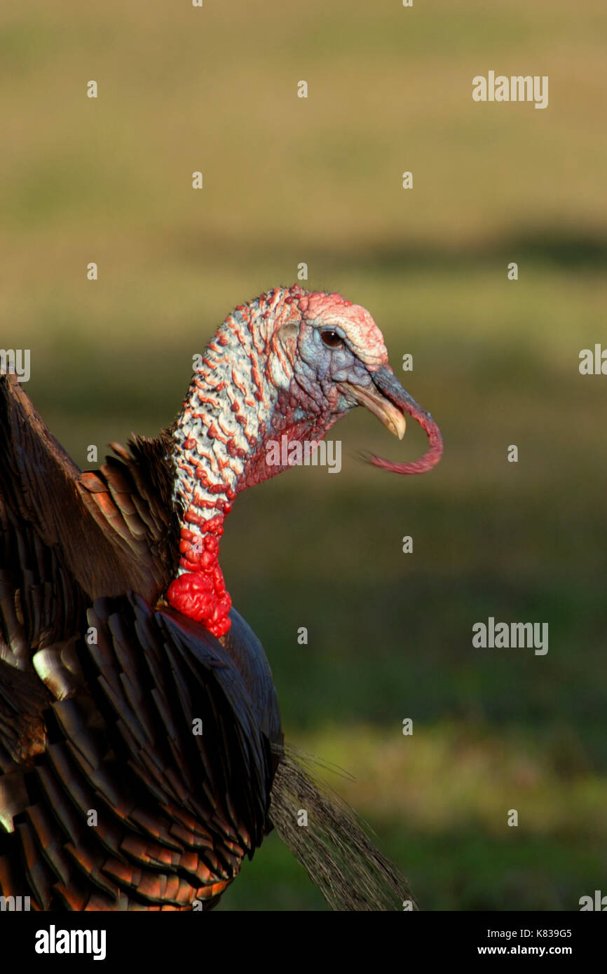 A turkey gobbler strutting for hens during the spring mating season in