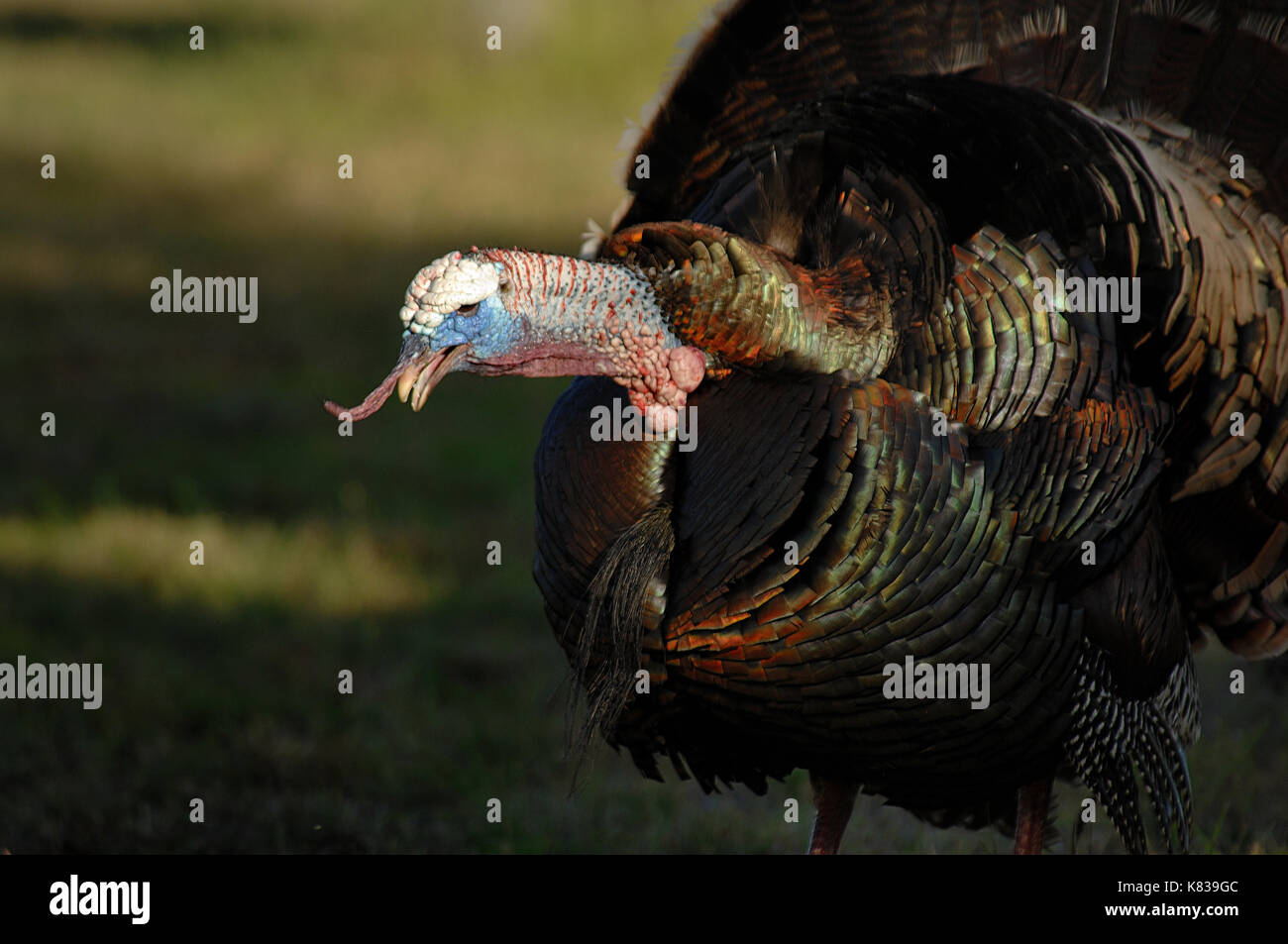 A turkey gobbler calling and gobbling during the spring mating season
