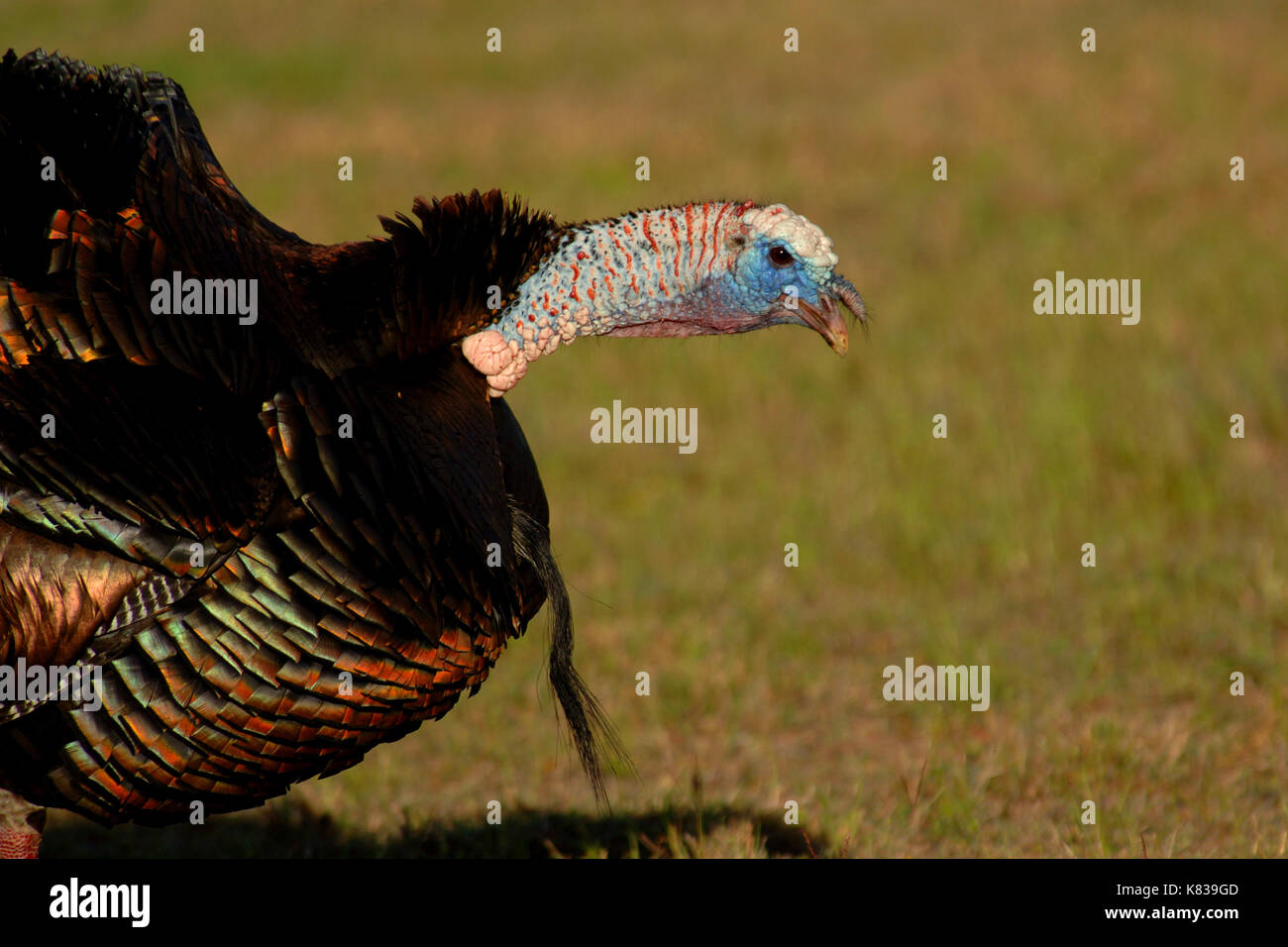 Wild tom turkey gobbling hires stock photography and images Alamy