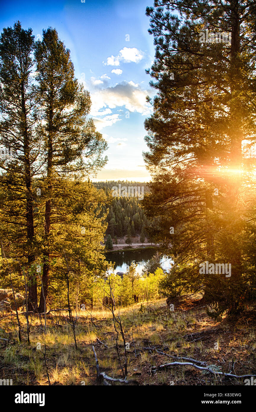 A sunset in the fall forests of Colorado with light illuminating the ...