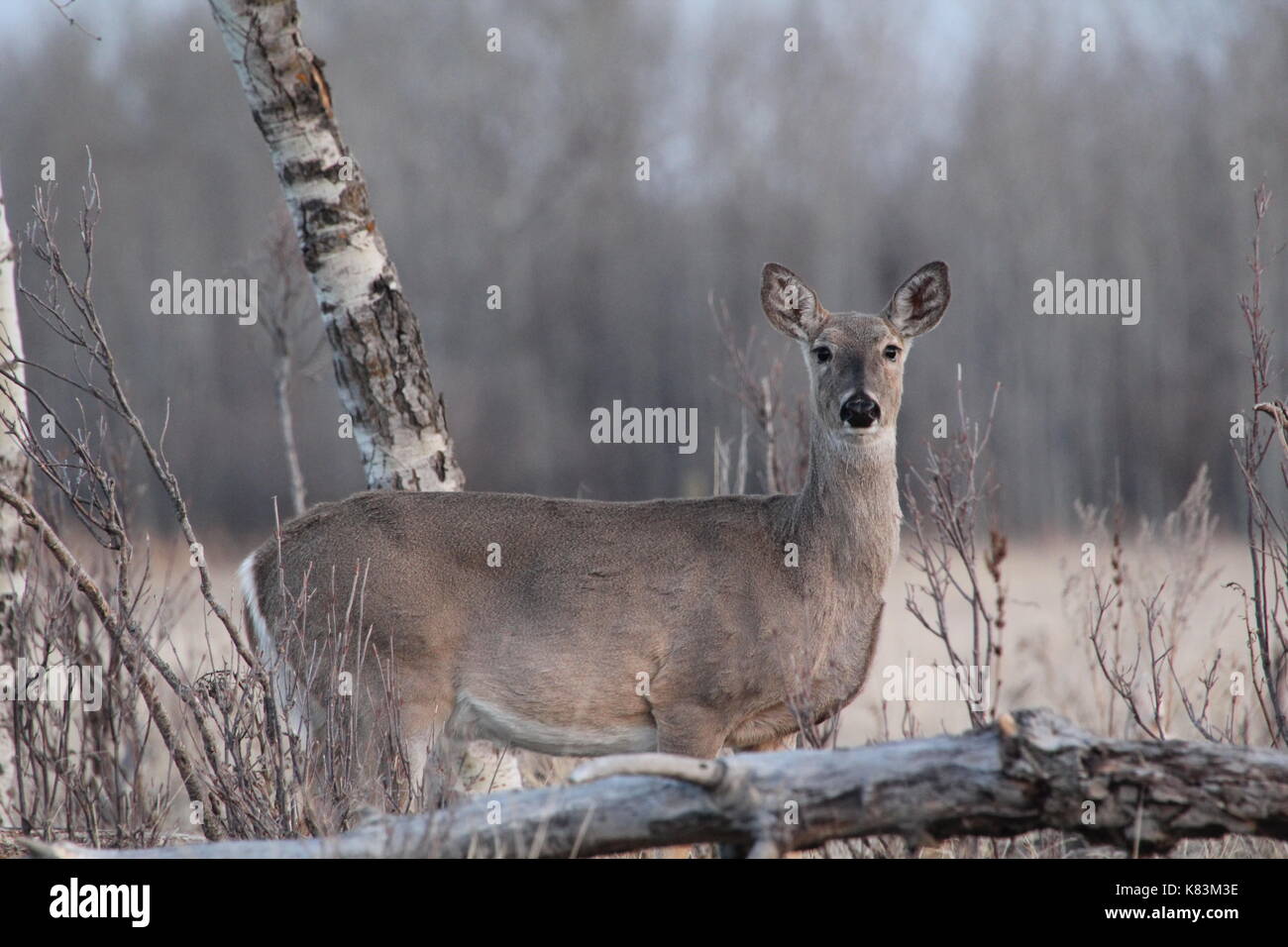 Whitetail doe standing in the woods Stock Photo