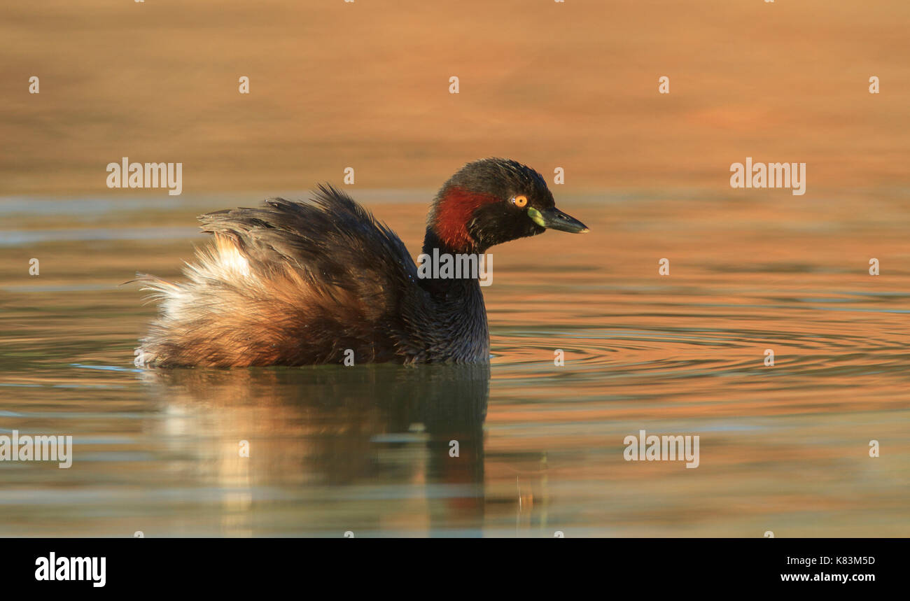 An Australasian Grebe,Tachybaptus novaehollandiae, swimming in an outback waterhole Stock Photo