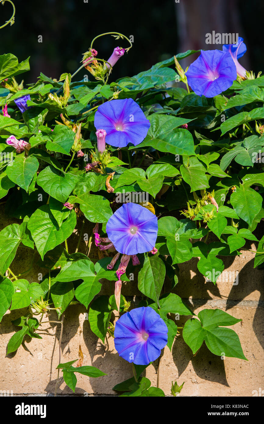 Morning sunlight on Heavenly Blue Morning Glory vine in Bloom in Southern California (Ipomoea tricolor) Stock Photo