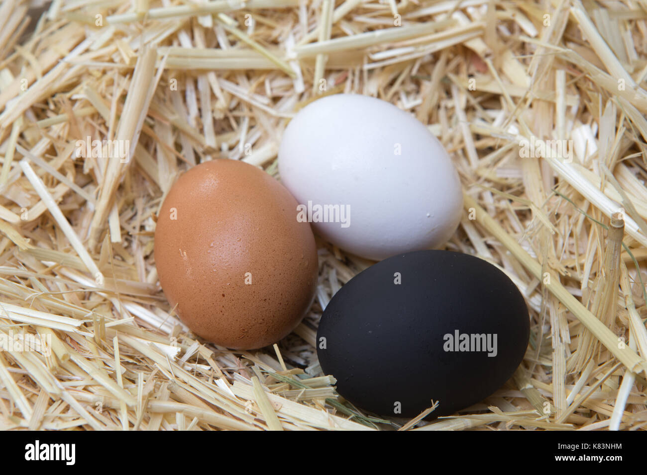 white brown and a painted black chicken egg. Different but the same Stock Photo