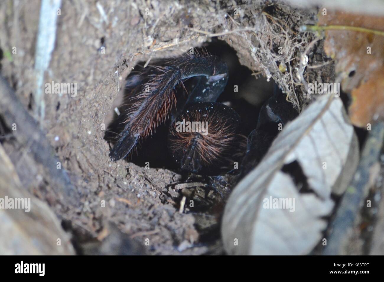 A Tarantula spider comes out of its nesting hole in the Amazon rainforest Stock Photo