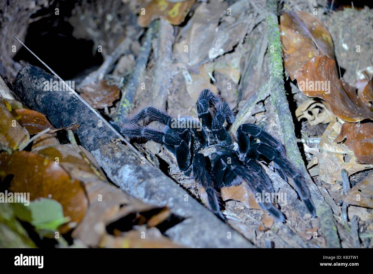 A Tarantula spider comes out of its nesting hole in the Amazon rainforest Stock Photo