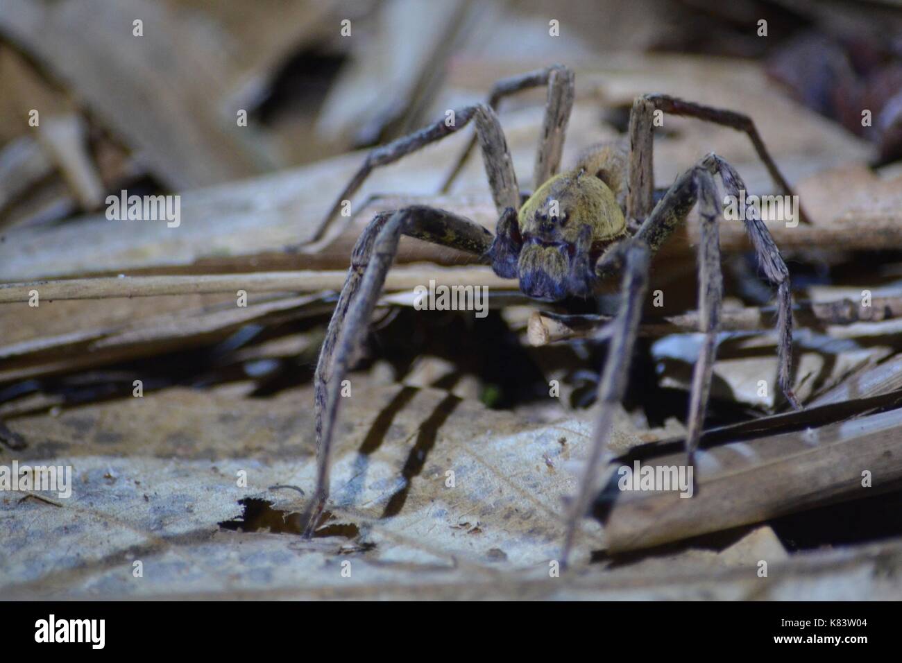 A large spider in the rainforest of the Tambopata National Reserve, Peru Stock Photo